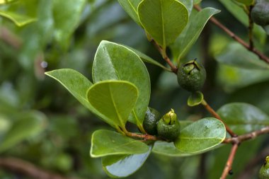 Selective focus of fruit of an araca or Cattley guava with the scientific name (Psidium cattleianum). Used in human food and in the manufacture of other products