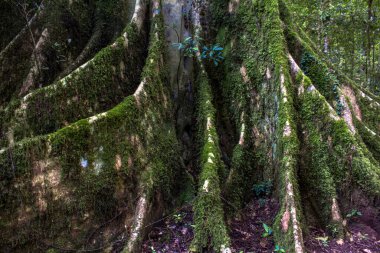 Brezilya 'daki Atlantik Ormanı bitki örtüsünün ayrıntıları