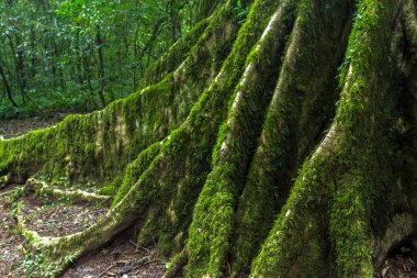 Brezilya 'daki Atlantik Ormanı bitki örtüsünün ayrıntıları