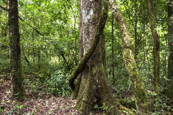 Detalj Atlantskogens Vegetation Brasilien — Stockfoto