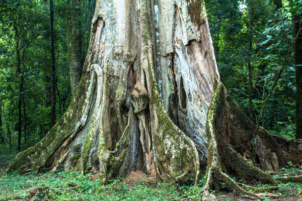 Деталь растительности Атлантического леса в Бразилии