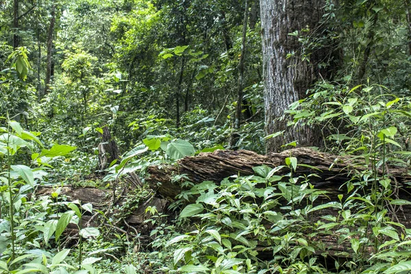 Деталь Лісової Рослинності Бразилії — стокове фото