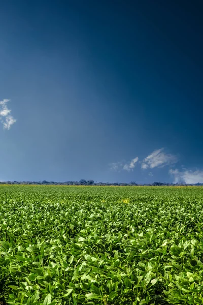 monoculture of green soy on farm field in Brazil