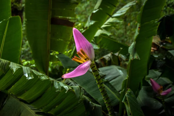 Blüte Der Rosa Musa Ornata Oder Blühenden Banane Brasilien — Stockfoto