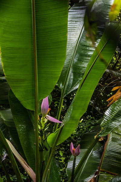 분홍색 사모아 바나나 브라질에서 피어나는 바나나 — 스톡 사진
