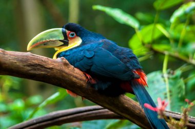 Brezilya 'daki Tropikal yağmur ormanlarında Tukan (Ramphastos dicolorus)