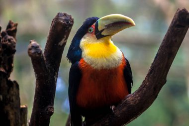 Brezilya 'daki Tropikal yağmur ormanlarında Tukan (Ramphastos dicolorus)