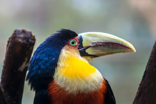 Toucan Ramphastos Dicolorus Brazil Trópusi Esőerdőkben — Stock Fotó