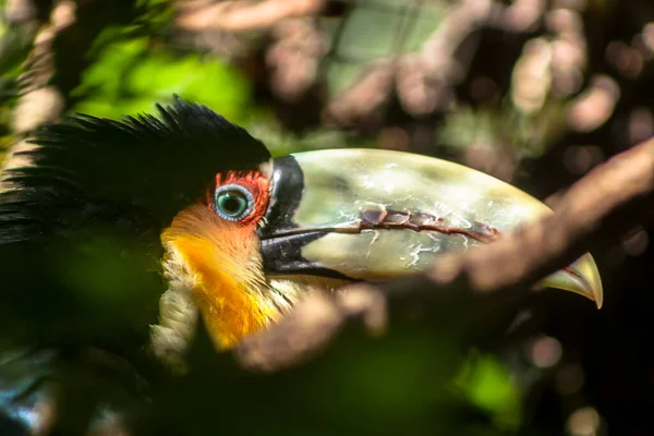 Toucan Ramphastos Dicolorus Brazil Trópusi Esőerdőkben — Stock Fotó