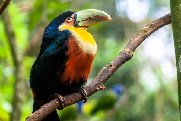 Τουκάν Ramphastos Dicolorus Στο Τροπικό Δάσος Της Βραζιλίας — Φωτογραφία Αρχείου