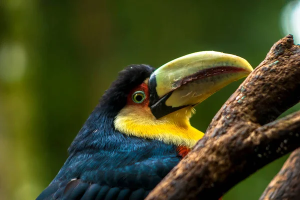 Toucan Ramphastos Dicolorus Brazil Trópusi Esőerdőkben — Stock Fotó