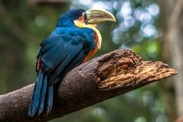 Tukan Ramphastos Dicolorus Tropischen Regenwald Brasilien — Stockfoto