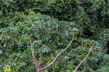 Brezilya 'da Atlantik yağmur ormanlarındaki Embauba ağacı