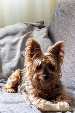 Yorkshire köpeği Sao Paulo 'da bir oturma odasında kanepede yatıyor.