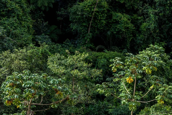 Embauba Baum Atlantischen Regenwald Brasilien — Stockfoto