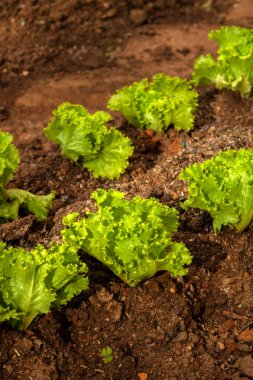 Brezilya 'da seçici yeşil marul odaklı yakın plan.