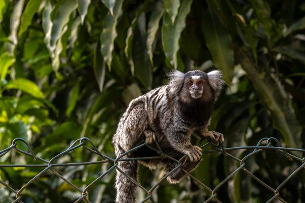 Pequeno Macaco Popularmente Conhecido Como White Tail Sagittarius Callithrix Jacchus — Fotografia de Stock