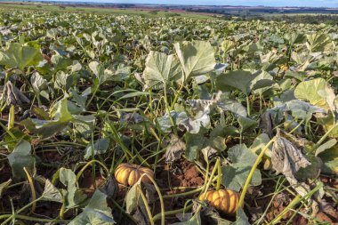 Brezilya 'da sebze bahçesinde büyüyen balkabağı