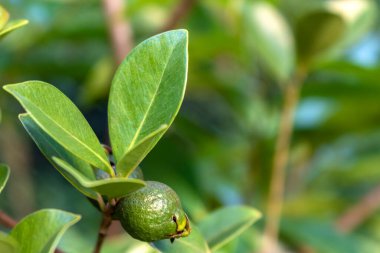 Bilimsel adı Psidium cattleianum olan bir ara ya da Cattley guava meyvesinin seçici odağı. Brezilya 'da ağaçta, meyve suyu, likör ve dondurma gibi insan gıdalarında ve diğer ürünlerin imalatında kullanılır.