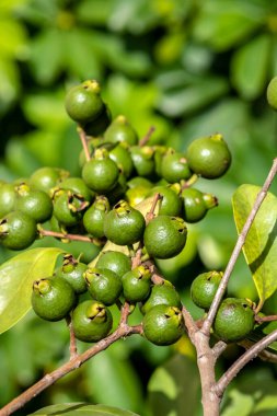 Bilimsel adı Psidium cattleianum olan bir ara ya da Cattley guava meyvesinin seçici odağı. Brezilya 'da ağaçta, meyve suyu, likör ve dondurma gibi insan gıdalarında ve diğer ürünlerin imalatında kullanılır.
