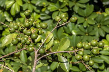 Bilimsel adı Psidium cattleianum olan bir ara ya da Cattley guava meyvesinin seçici odağı. Brezilya 'da ağaçta, meyve suyu, likör ve dondurma gibi insan gıdalarında ve diğer ürünlerin imalatında kullanılır.