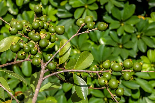 Selective Focus Fruit Ara Cattley Guava Scientific Name Psidium Cattleianum — Stock Photo, Image