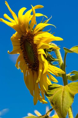 Yaygın Ayçiçeği (Helianthus annuus) Brezilya 'da yenilebilir yağı ve yenilebilir tohumu için bir mahsul olarak yetiştirilir.