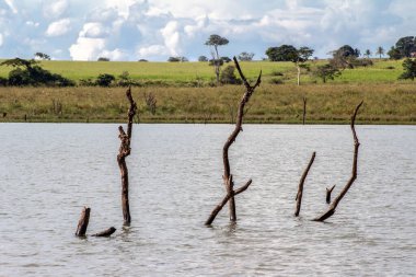 Çıplak dalları olan ölü ağaçlar ve Brezilya 'da mavi gökyüzü ve suyun üzerinde dik duran ağaç kabukları.