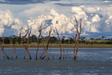 Çıplak dalları olan ölü ağaçlar ve Brezilya 'da mavi gökyüzü ve suyun üzerinde dik duran ağaç kabukları.
