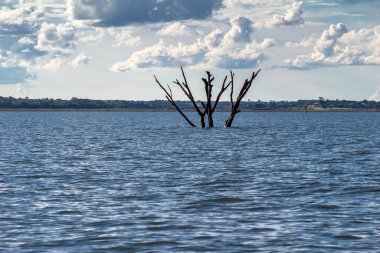 Çıplak dalları olan ölü ağaçlar ve Brezilya 'da mavi gökyüzü ve suyun üzerinde dik duran ağaç kabukları.