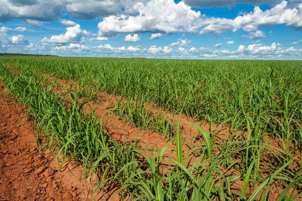 Sugar Cane Seedlings Planted Field Brazil — Stock Photo, Image