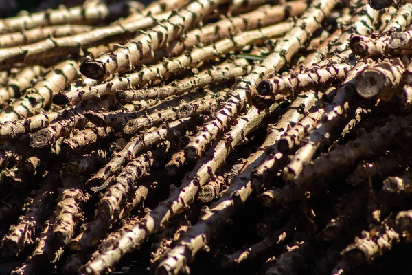 Cassava Att Hugga Redo Fot Till Plantering Brasilien — Stockfoto