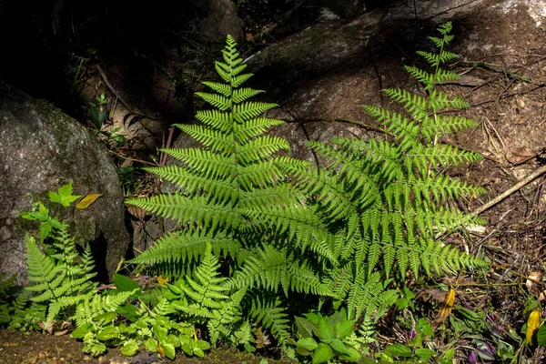 Brezilya 'daki yağmur ormanlarında, eğreltiotu yaprakları torresiana.