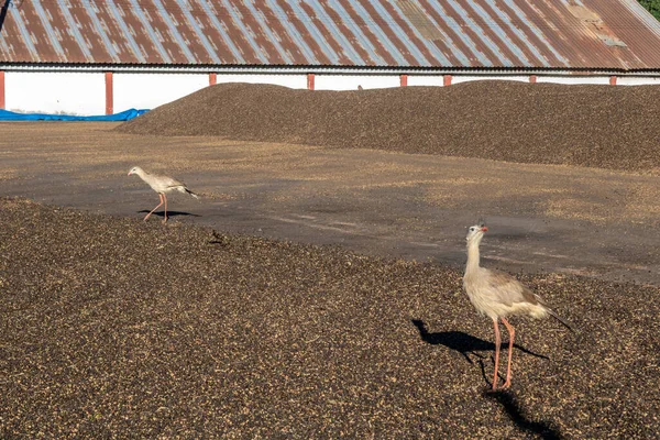 Seriemas Cariama Cristata Suchen Nach Insekten Unter Frisch Geernteten Kaffeebohnen — Stockfoto