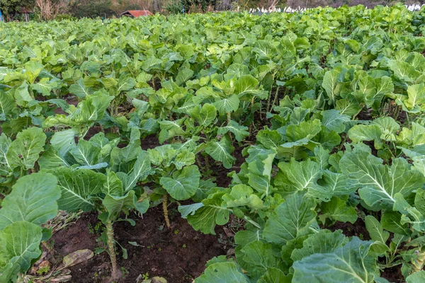 Organic Collard Growing Cultivated Garden Field Brazil Scientific Name Brassica — Stock Photo, Image