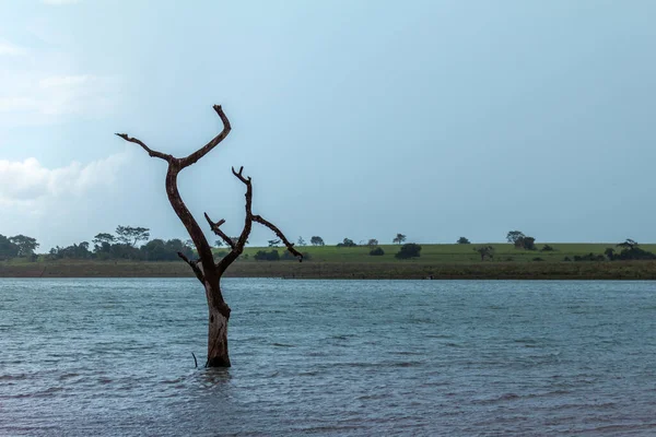 Çıplak dalları olan ölü ağaçlar ve Brezilya 'da mavi gökyüzü ve suyun üzerinde dik duran ağaç kabukları.