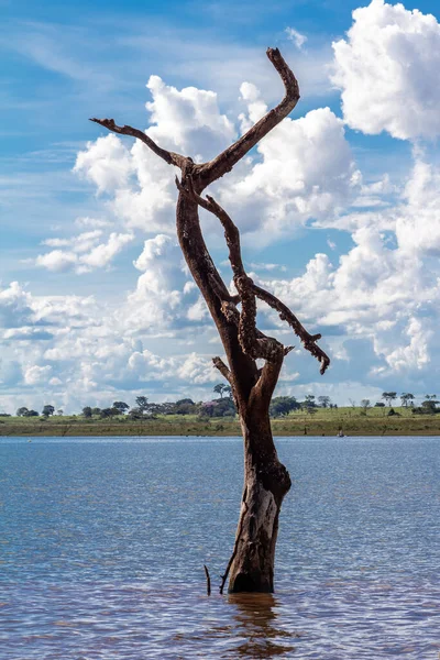 Мертві Дерева Голими Гілками Корою Стоять Прямо Воді Синьому Небі — стокове фото