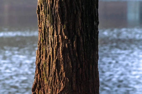 Rauer Stamm Mit Wassersee Hintergrund Brasilianischen Park — Stockfoto