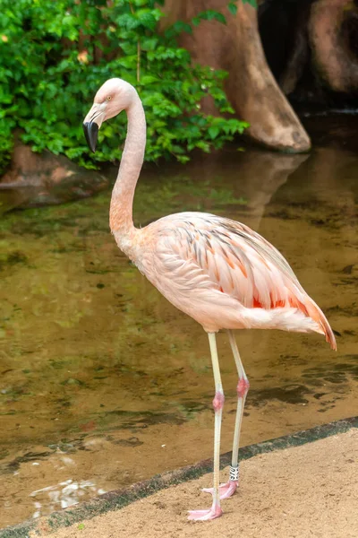 Amerikan Flamingosu Phoenicopterus Ruber Brezilya Hayvanat Bahçesindeki Karayip Flamingosu Olarak — Stok fotoğraf