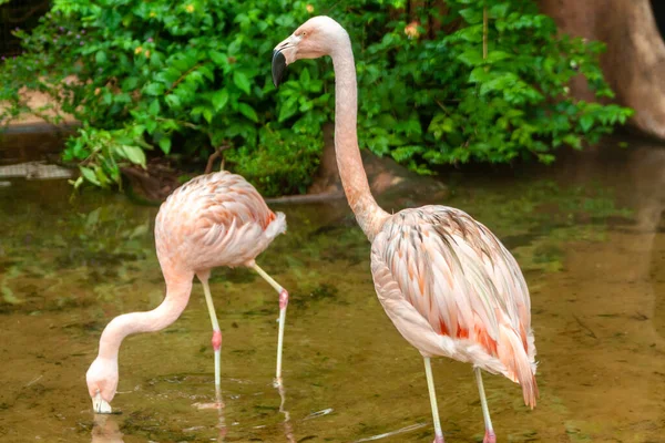 Amerikan Flamingosu Phoenicopterus Ruber Brezilya Hayvanat Bahçesindeki Karayip Flamingosu Olarak — Stok fotoğraf