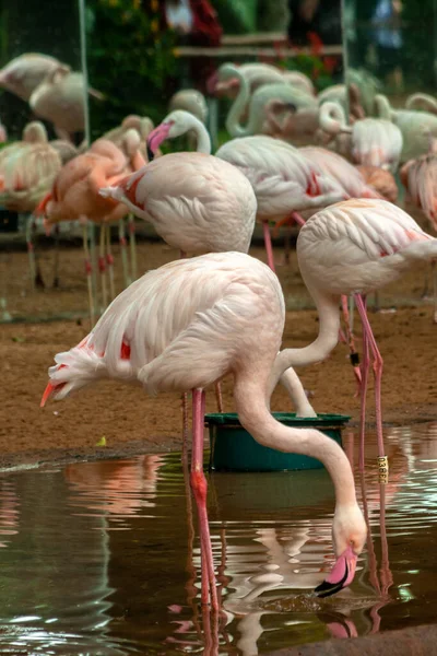 Amerikan Flamingosu Phoenicopterus Ruber Brezilya Hayvanat Bahçesindeki Karayip Flamingosu Olarak — Stok fotoğraf