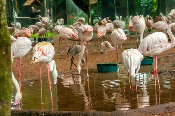 Amerikan Flamingosu Phoenicopterus Ruber Brezilya Hayvanat Bahçesindeki Karayip Flamingosu Olarak — Stok fotoğraf