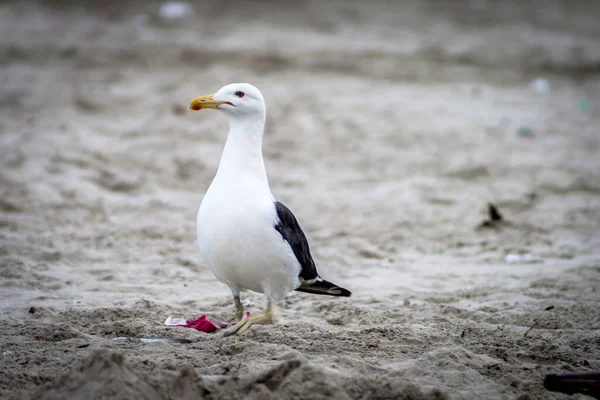 Seagull Larus Dominicanus Στην Παραλία Του Περού Στη Νότια Ακτή — Φωτογραφία Αρχείου