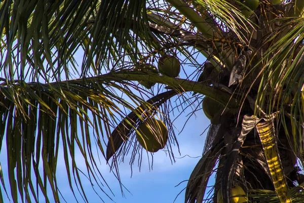 Kókuszültetvény Bahia Északi Partján Brazília Északkeleti Régiójában — Stock Fotó