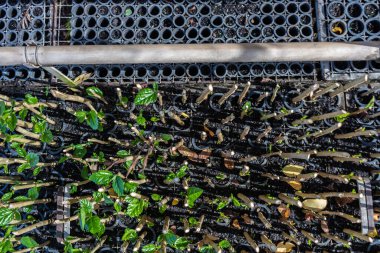 Çiftliklerde ve apartmanlarda ormanların yeniden ağaçlandırılması için kullanılan çeşitli bitkilerin fidanların hava manzarası.