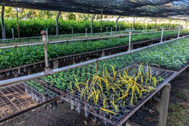 Çiftliklerde ve apartmanlarda ormanların yeniden ağaçlandırılması için kullanılan çeşitli bitkilerin fidanların hava manzarası.