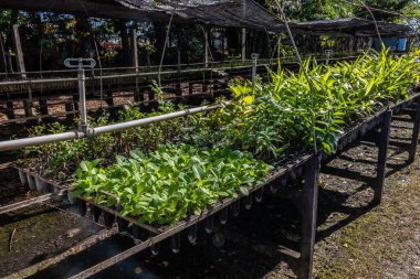Çiftliklerde ve apartmanlarda ormanların yeniden ağaçlandırılması için kullanılan çeşitli bitkilerin fidanların hava manzarası.