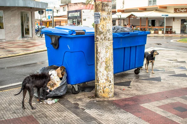Peruibe San Paolo Brasile Gennaio 2015 Ricerca Cani Domestici Vicino — Foto Stock