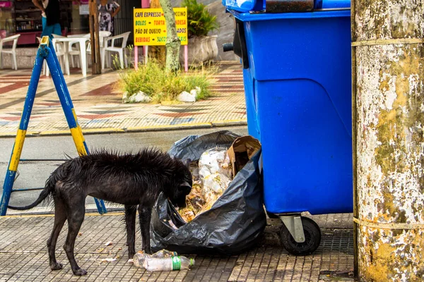 Peruibe Sao Paulo Brasilien Januari 2015 Husdjurssökning Nära Hushållsavfall Och — Stockfoto