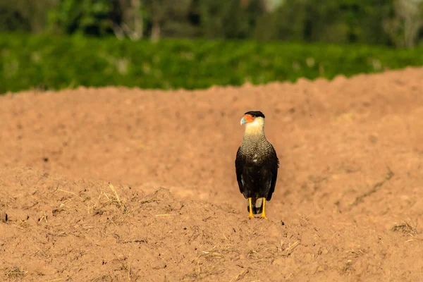 Caracara Del Sur Caracara Plancus Encaramado Área Suelo Para Plantar —  Fotos de Stock